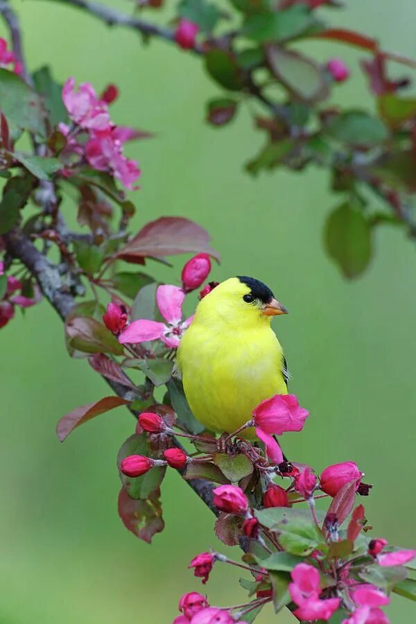 Птица роза фото Colorful American Goldfinch Songbird in Pink Flowers by Scott Leslie Beautiful b