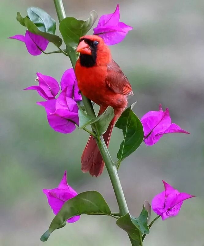 Птица роза фото Northern Cardinal Vogels