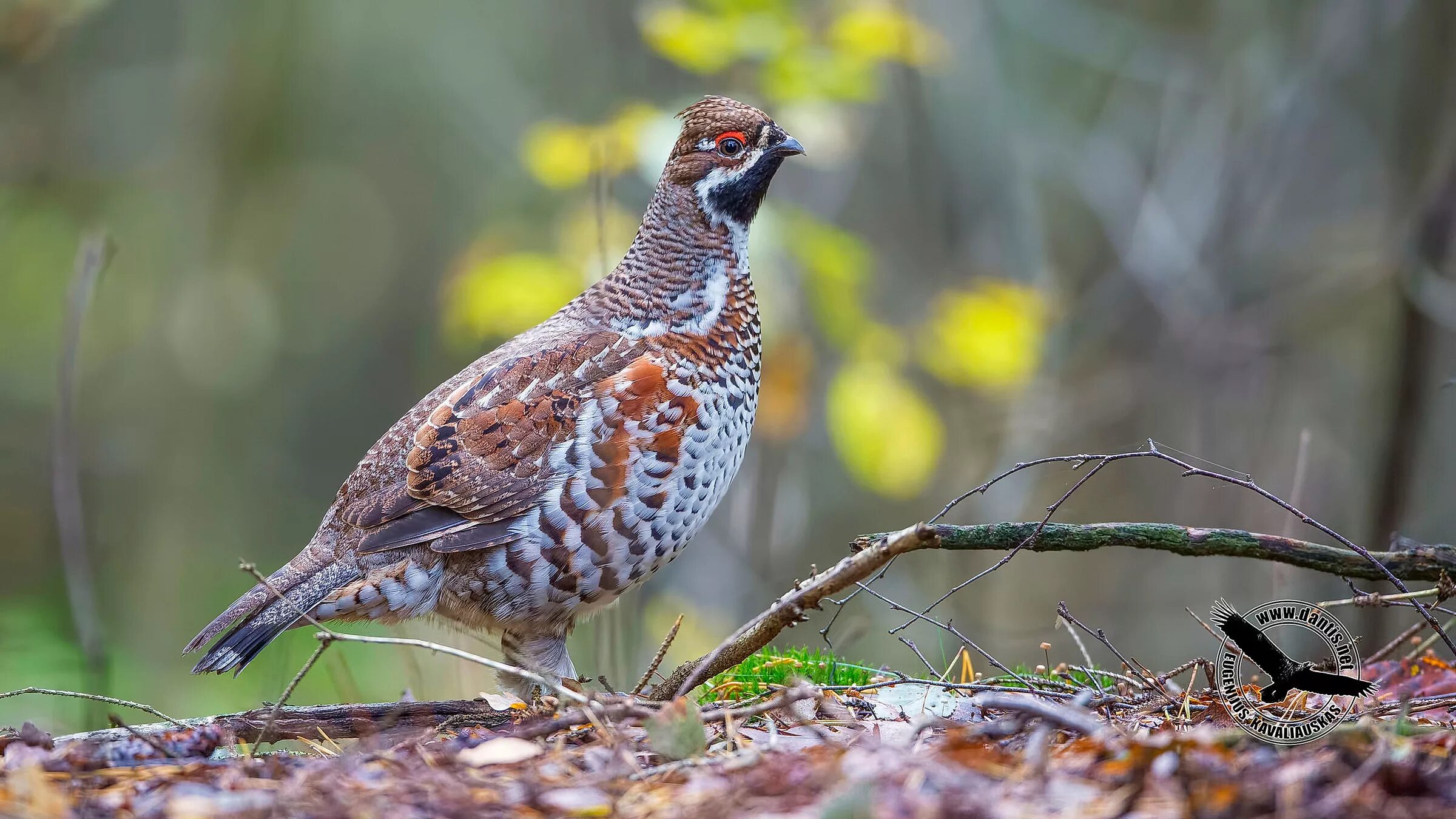 Птица рябчик фото и описание Hazel Grouse (Bonasa bonasia) JuzaPhoto