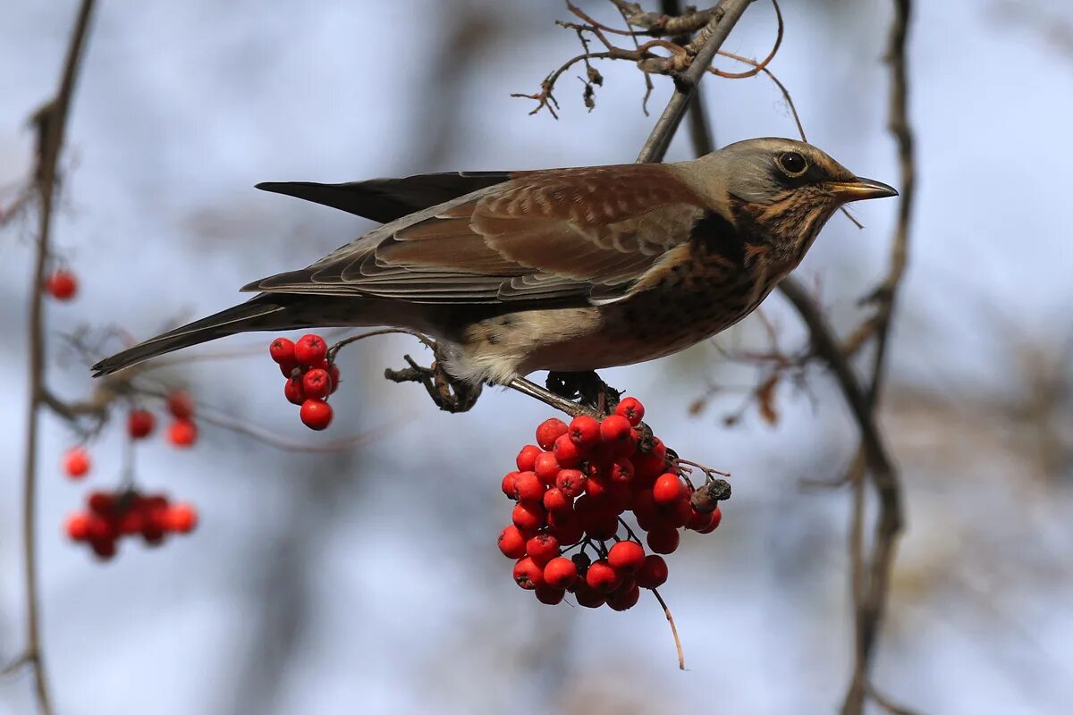 Птица рябинник фото Fieldfare (Turdus pilaris). Birds of Siberia.