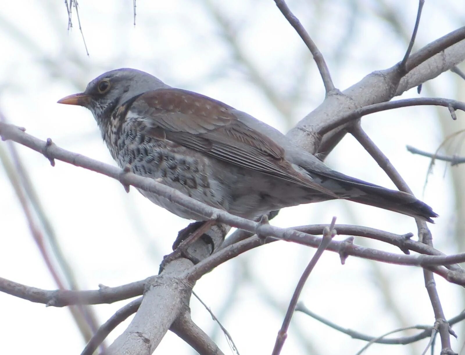 Птица рябинник фото Рябинник (Turdus pilaris). Птицы Сибири.