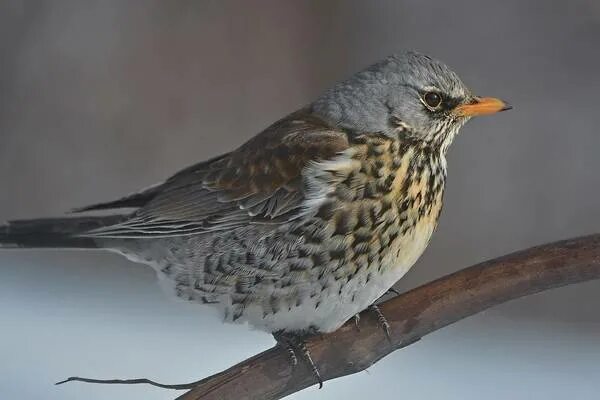 Птица рябинник фото Fieldfare (Turdus pilaris). Birds of Siberia.