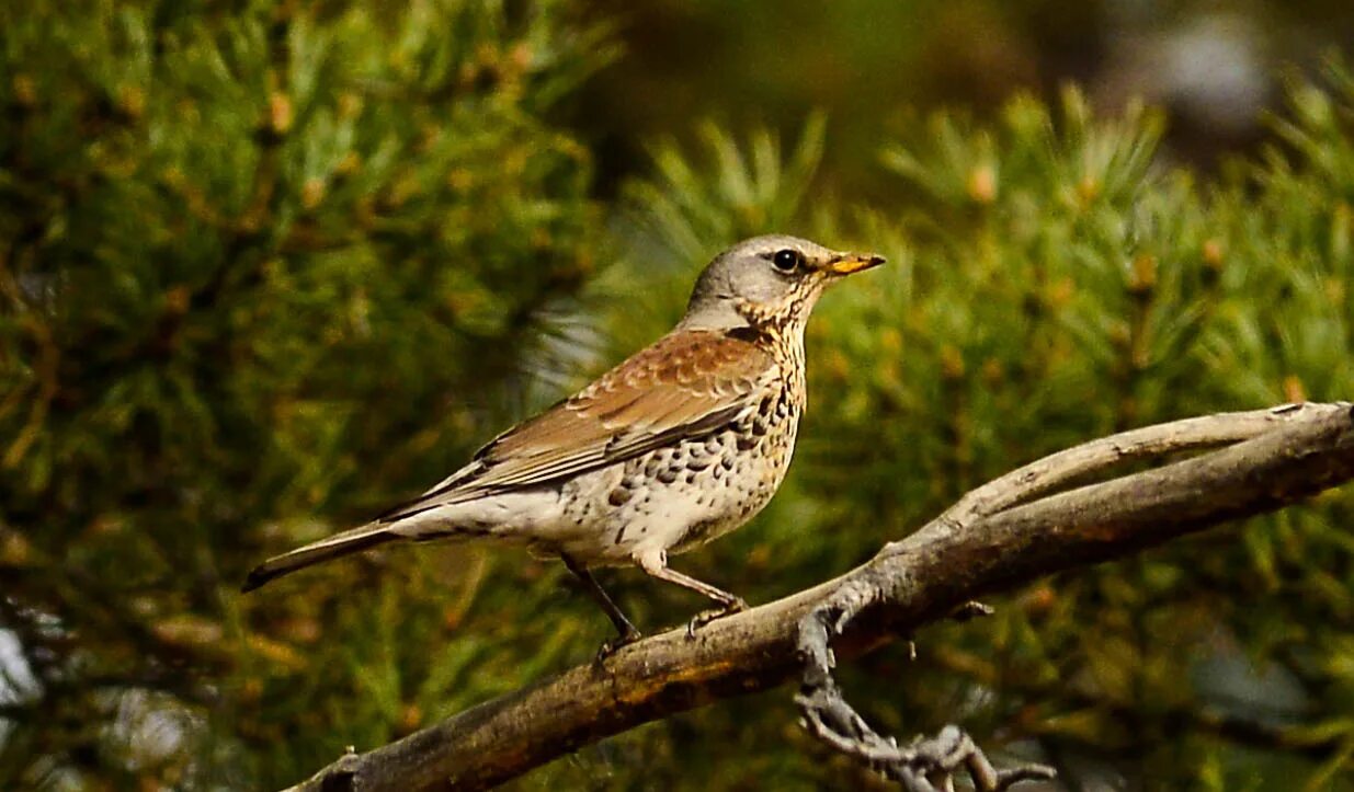 Птица рябинник фото Fieldfare (Turdus pilaris). Birds of Siberia.