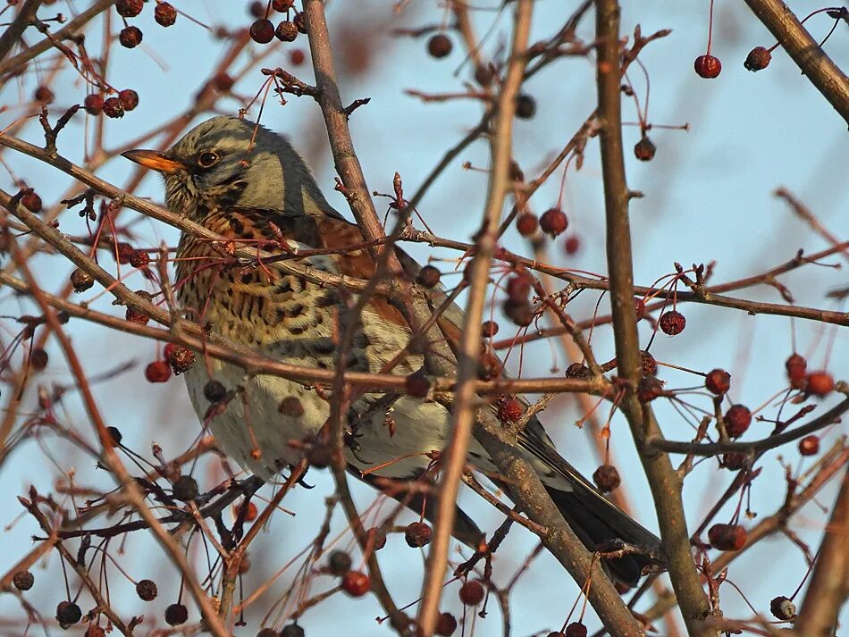 Птица рябинник фото Fieldfare (Turdus pilaris). Birds of Siberia.