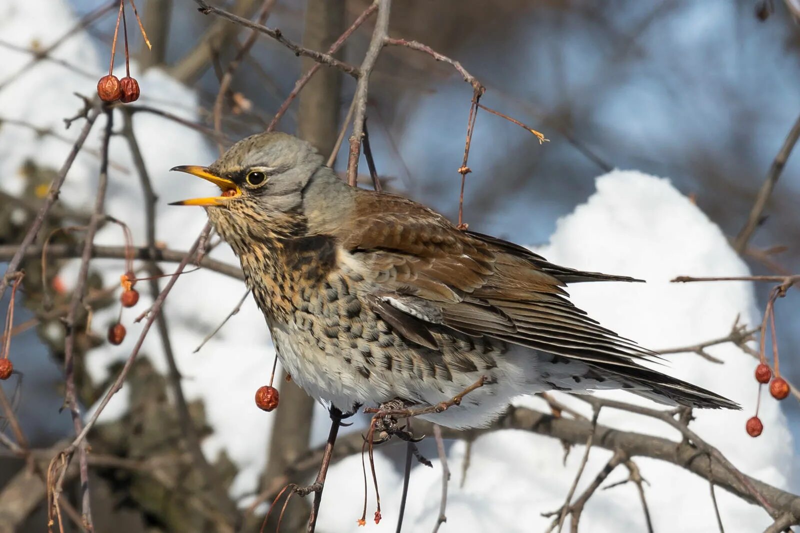 Птица рябинник фото Fieldfare (Turdus pilaris). Birds of Siberia.