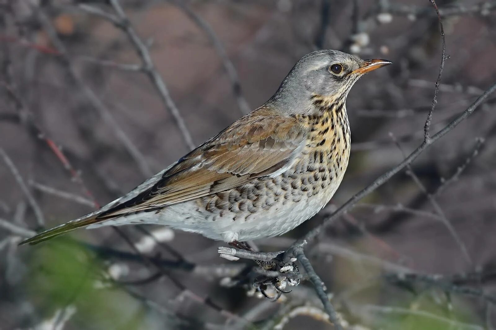 Птица рябинник фото Рябинник (Turdus pilaris). Птицы Сибири.