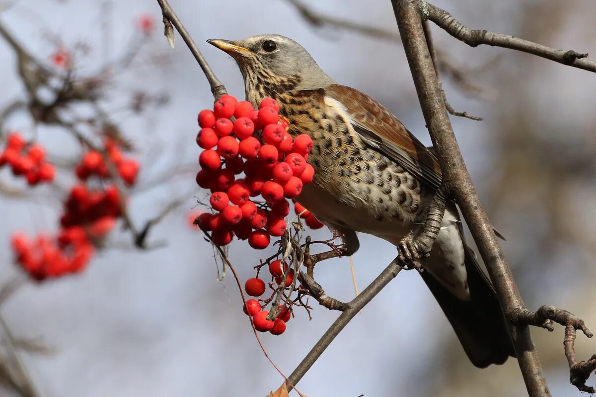 Птица рябинник фото Рябинник (Turdus pilaris). Птицы Сибири.