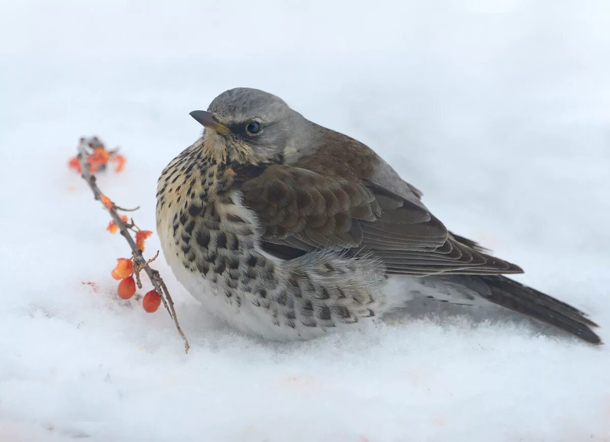 Птица рябинник фото Рябинник (Turdus pilaris). Птицы Сибири.