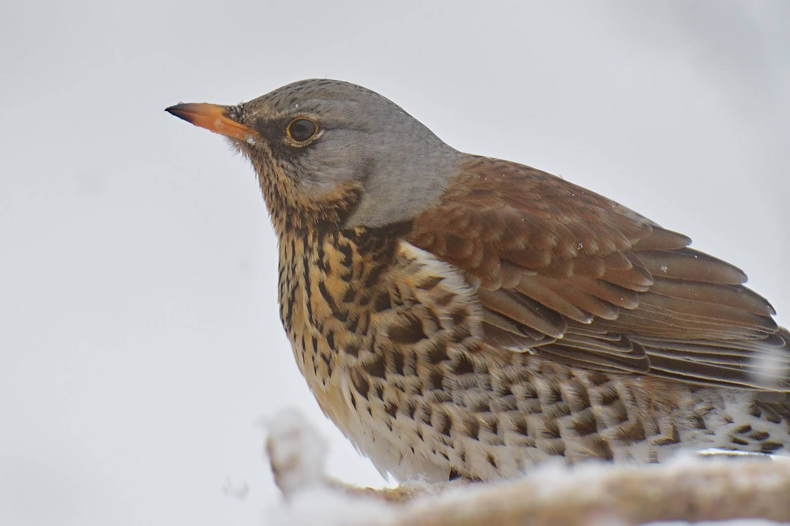 Птица рябинник фото и описание Fieldfare (Turdus pilaris). Birds of Siberia.