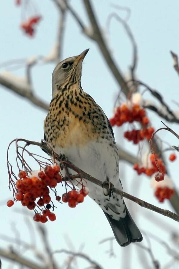 Птица рябинник фото и описание Рябинник (Turdus pilaris). Птицы Сибири.