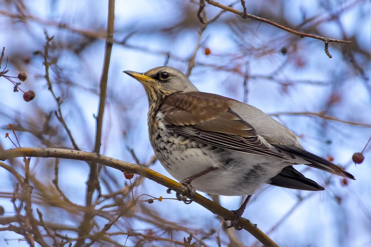 Птица рябинник фото как выглядит Рябинник (Turdus pilaris). Птицы Сибири.