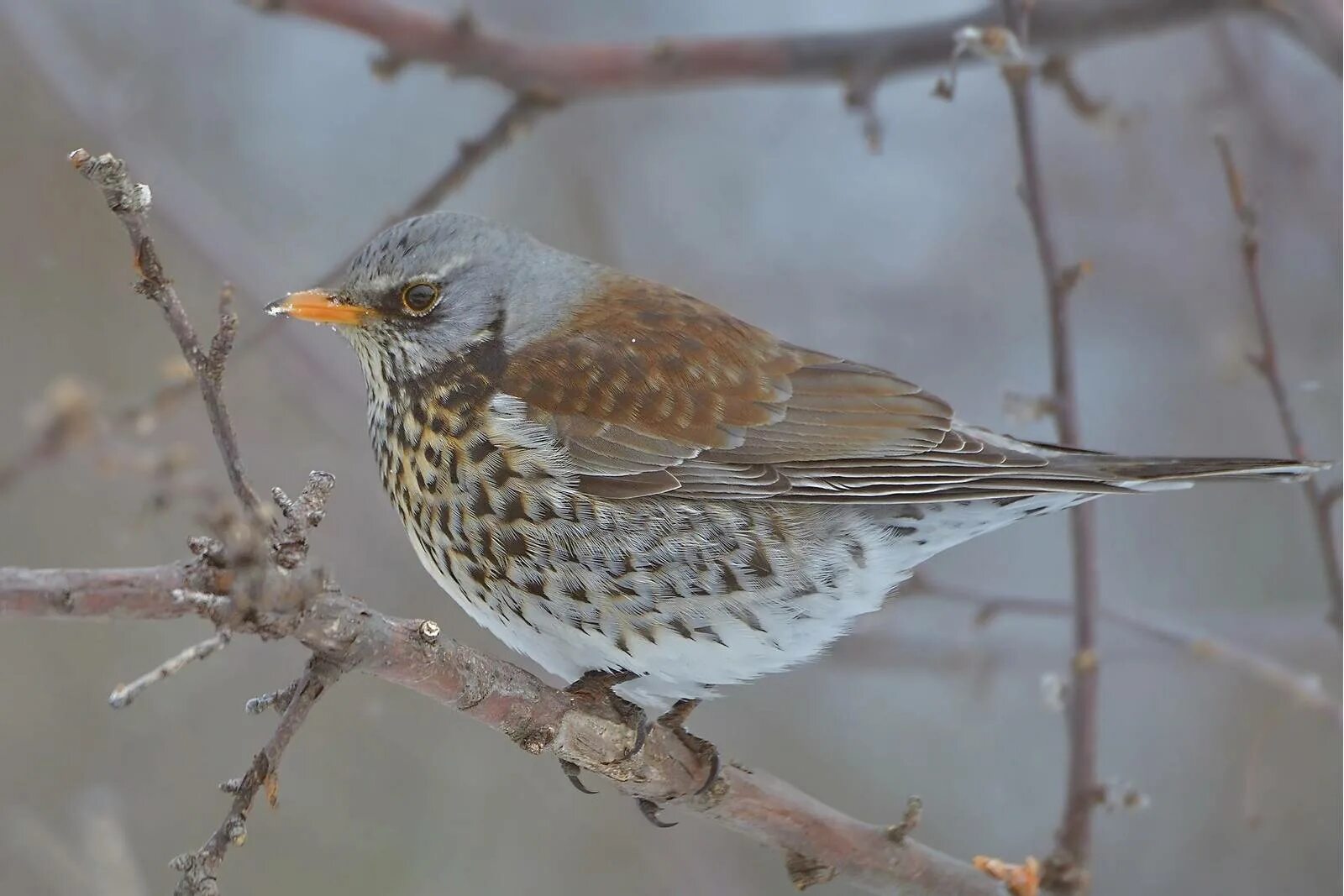 Птица рябинник фото как выглядит Fieldfare (Turdus pilaris). Birds of Siberia.