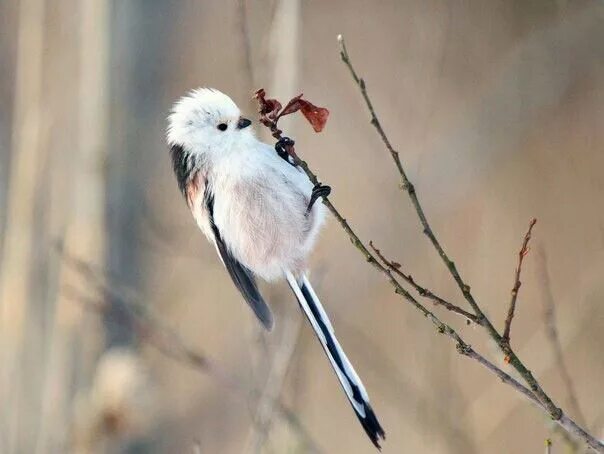 Птица с белым хвостом фото Pin on Birds Sketches, Animals, Birds