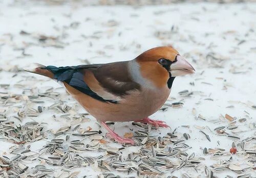 Птица с белым клювом фото Hawfinch /Stenknäck (Coccothraustes coccothraustes) Flickr