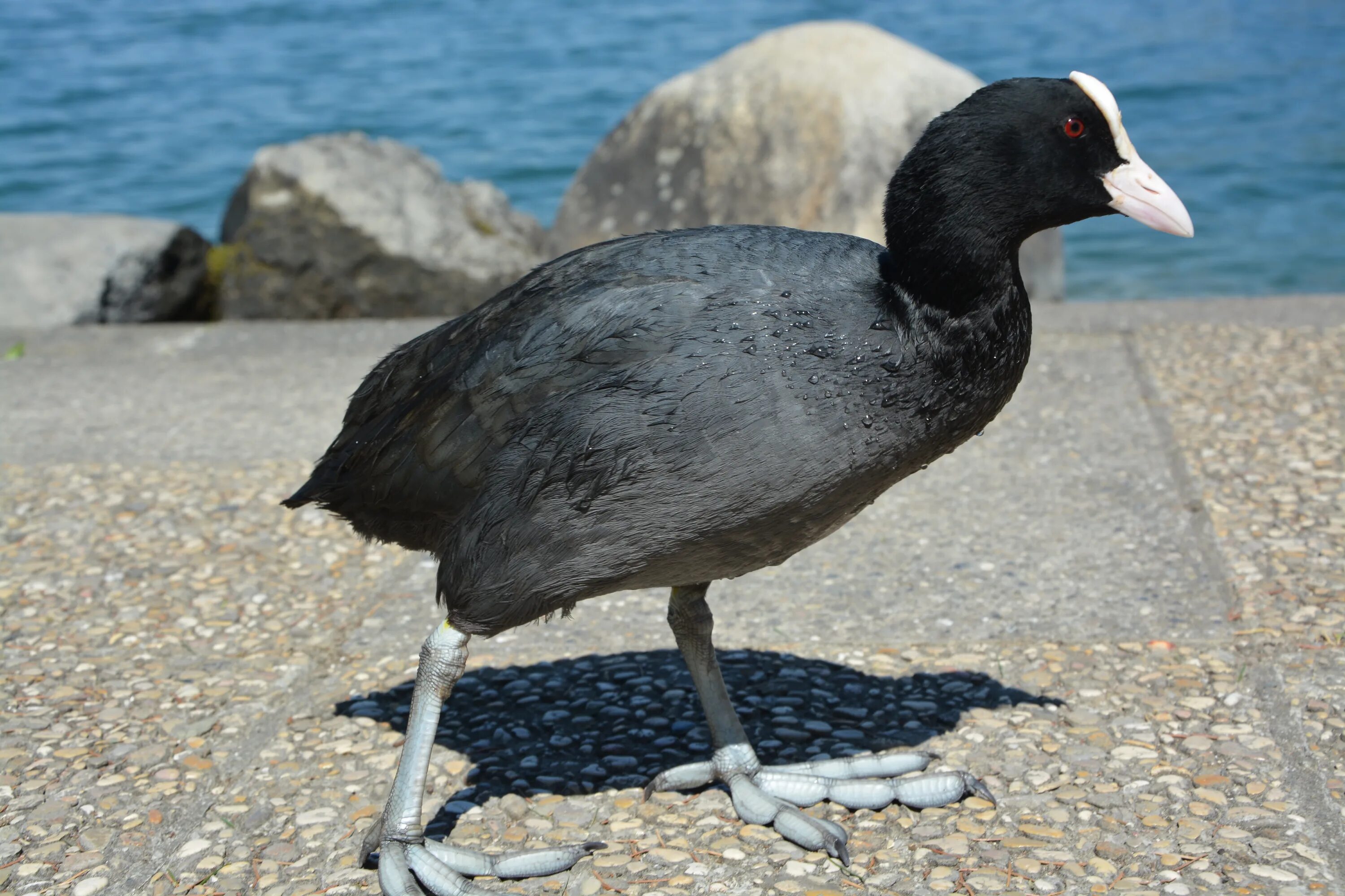 Птица с белым клювом фото Coot, Black White Bird walking on stone free image download