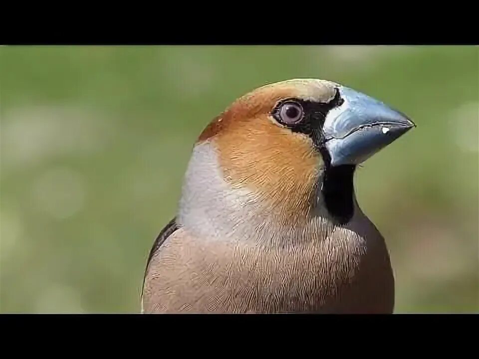 Птица с белым клювом фото Dlask tlustozobý Coccothraustes coccothraustes Hawfinch - YouTube Hawfinch, Anim