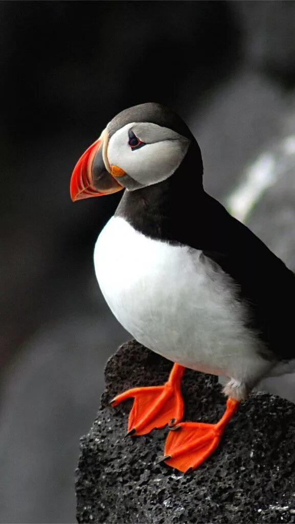 Птица с белым клювом фото atlantic_puffin_bird_beak_sit_rock_53552_640x1136 Puffins bird, Bird beaks, Pet 