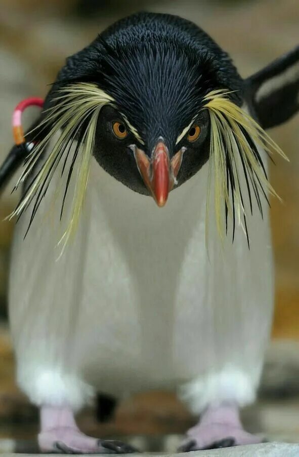 Птица с бровями фото Pin by MereBear on Animali Pet birds, Rockhopper penguin, Wild birds