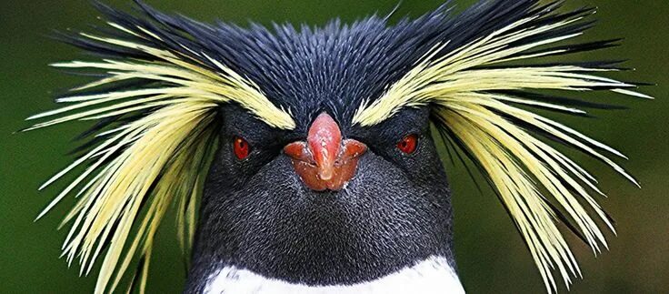 Птица с бровями фото Northern Rockhopper Penguin, Tristan da Cunha and South Georgia This penguin has