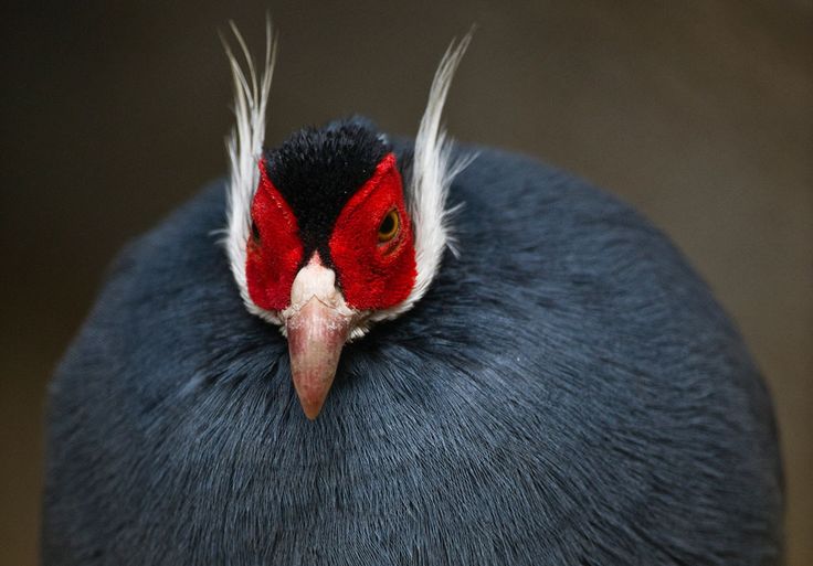 Птица с бровями фото A Blue-eared pheasant (Crossoptilon auritum) is pictured at the aviary El Nido, 