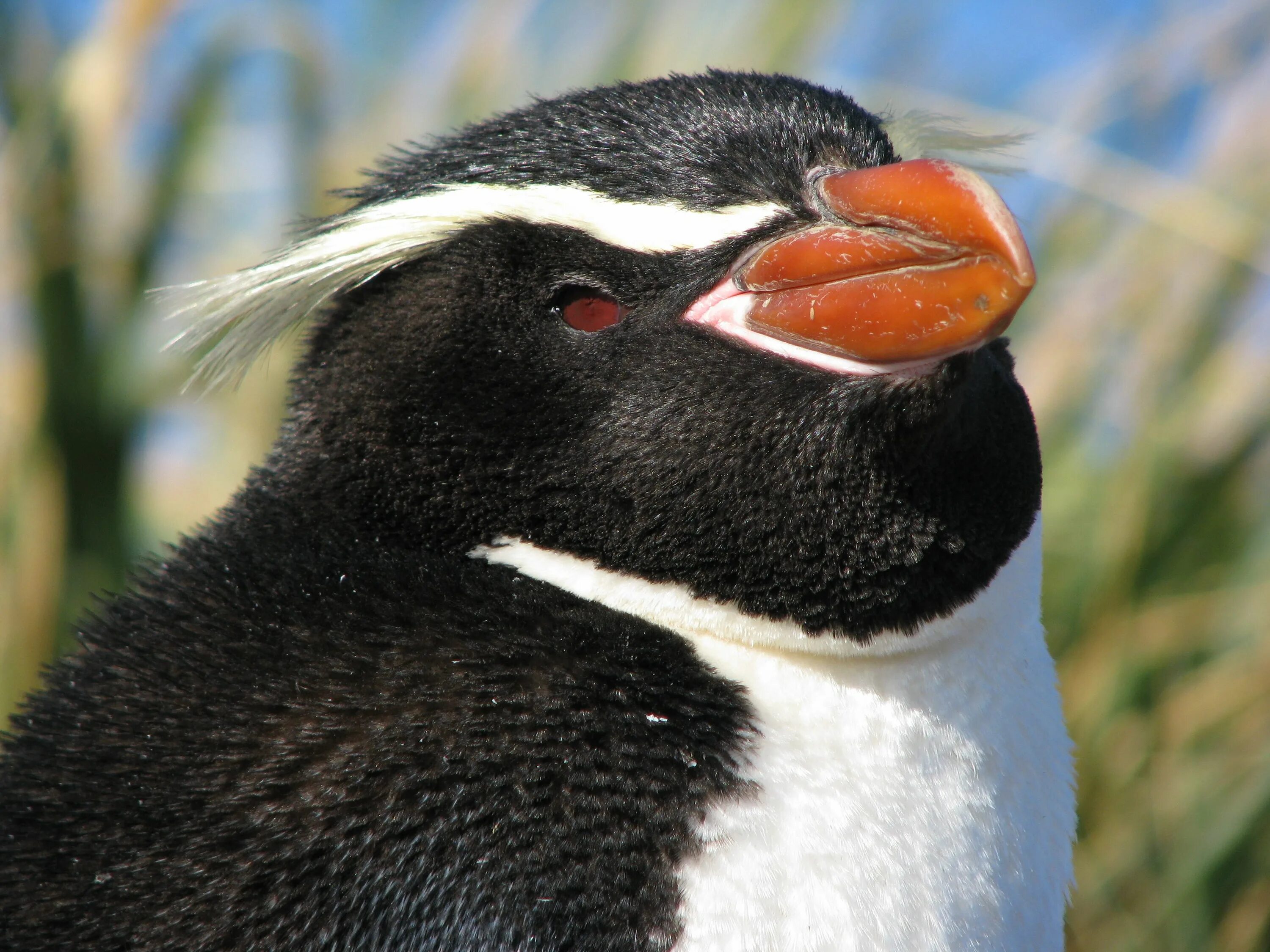 Птица с бровями фото Snares Penguin Eudyptes robustus - Google Search Penguins, Pet birds, Animals