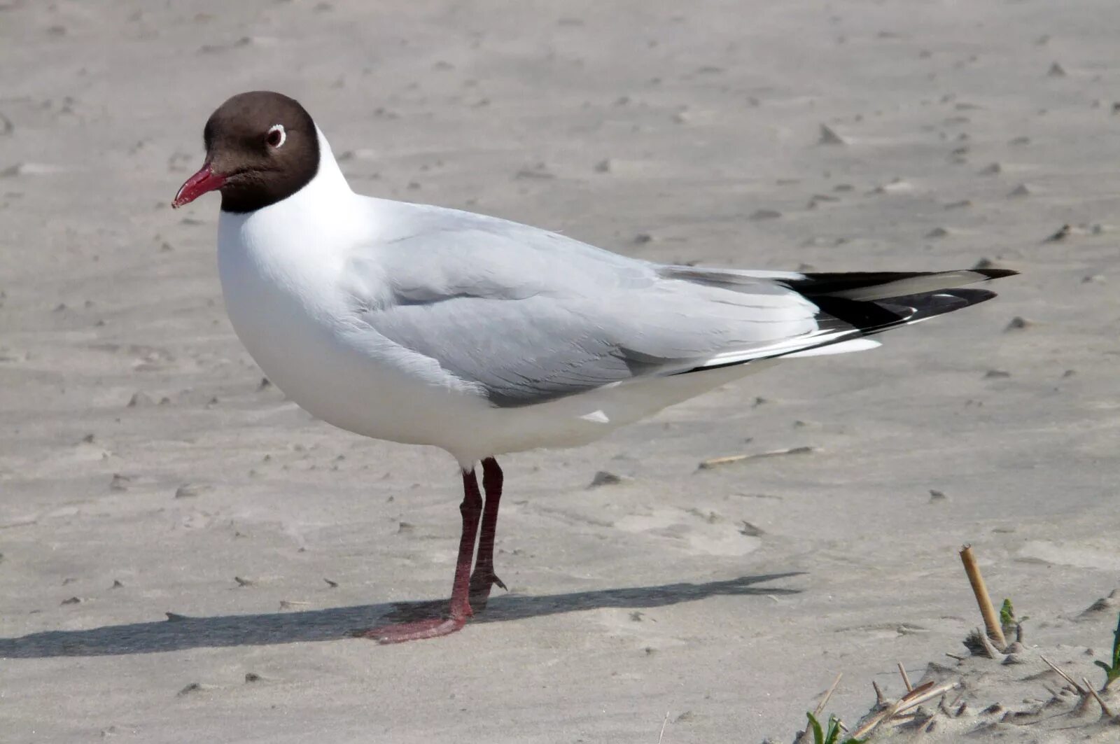 Птица с черной головой фото Balticarium The black-headed gull, "the Cleaner"