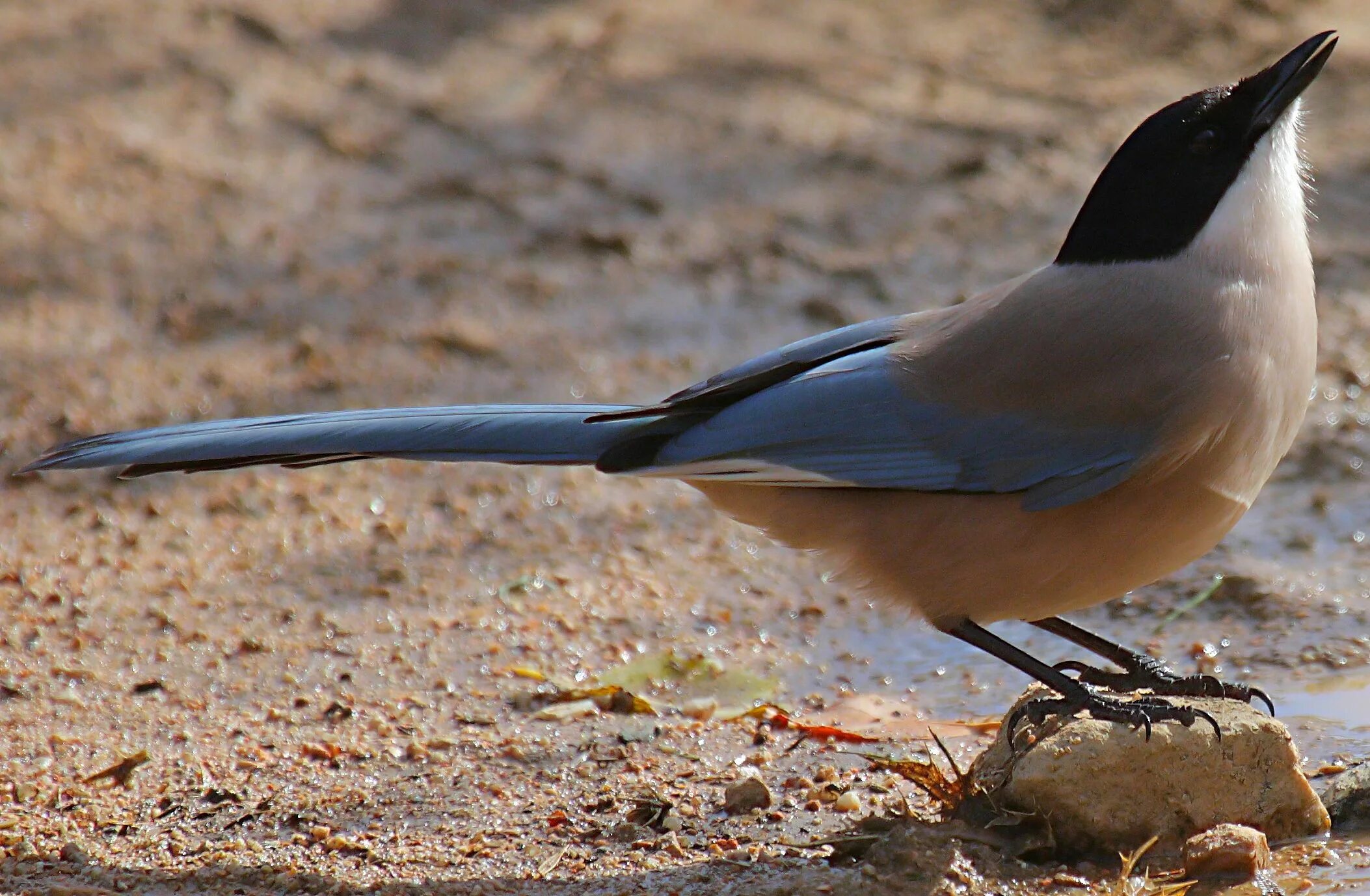 Птица с черной головой фото Pin on Azure Winged Magpie