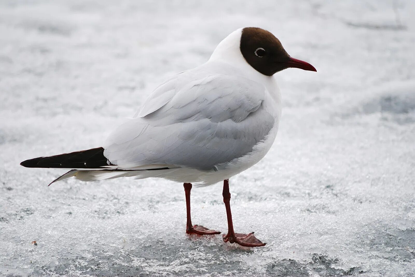 Птица с черной головой фото Archivo:Black-headed Gull on ice.jpg - Wikipedia, la enciclopedia libre