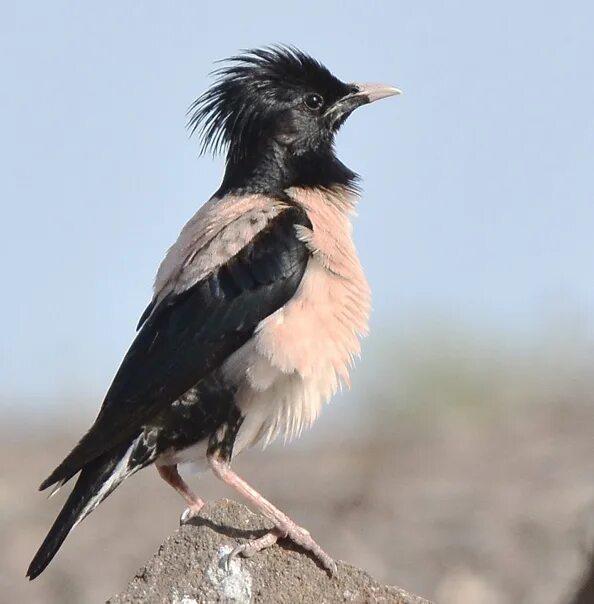 Птица с черным хохолком на голове фото In the animal world. Bird starling. Lifestyle and habitat of the starling The si