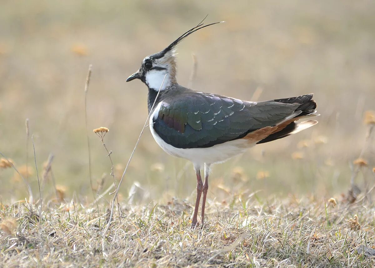 Птица с черным хохолком на голове фото Northern Lapwing (Vanellus vanellus). Birds of Siberia.