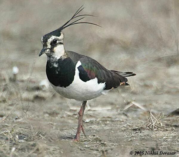 Птица с черным хохолком на голове фото Charadrion Lee's Birdwatching Adventures Plus