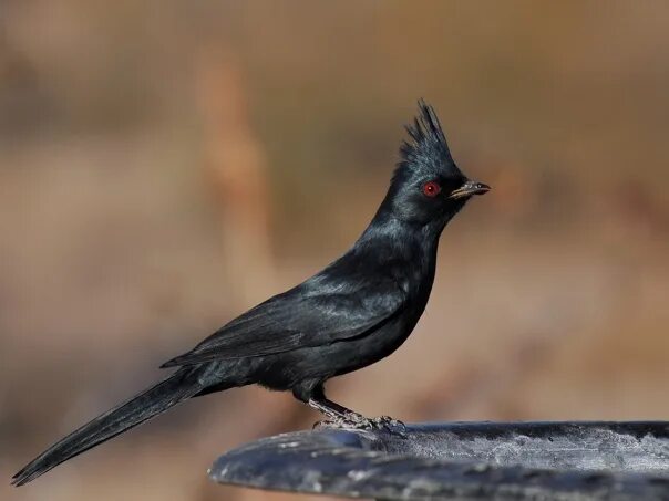 Птица с черным хохолком на голове фото Чёрный свиристель (Phainopepla nitens). Фотография из альбома Фотографии на стен