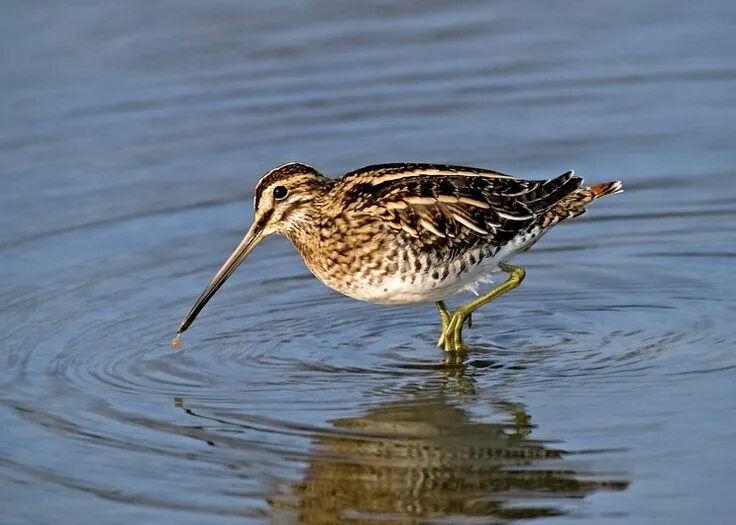 Птица с длинным клювом фото The Rattlin' Blog: Camp Creature - The Common Snipe Birds of prey, Wild birds, S