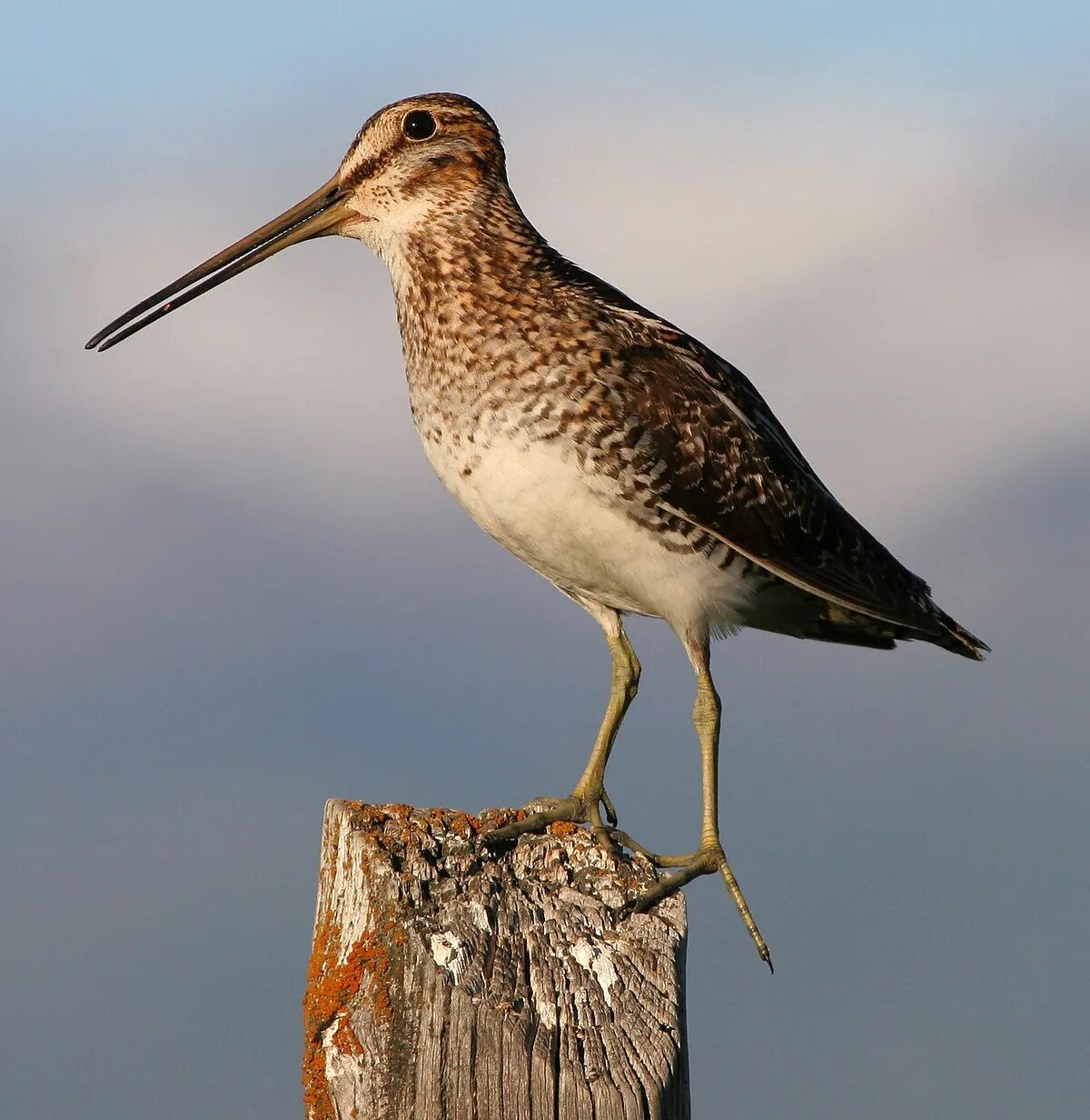 Птица с длинным клювом фото Common snipe - Wikipedia