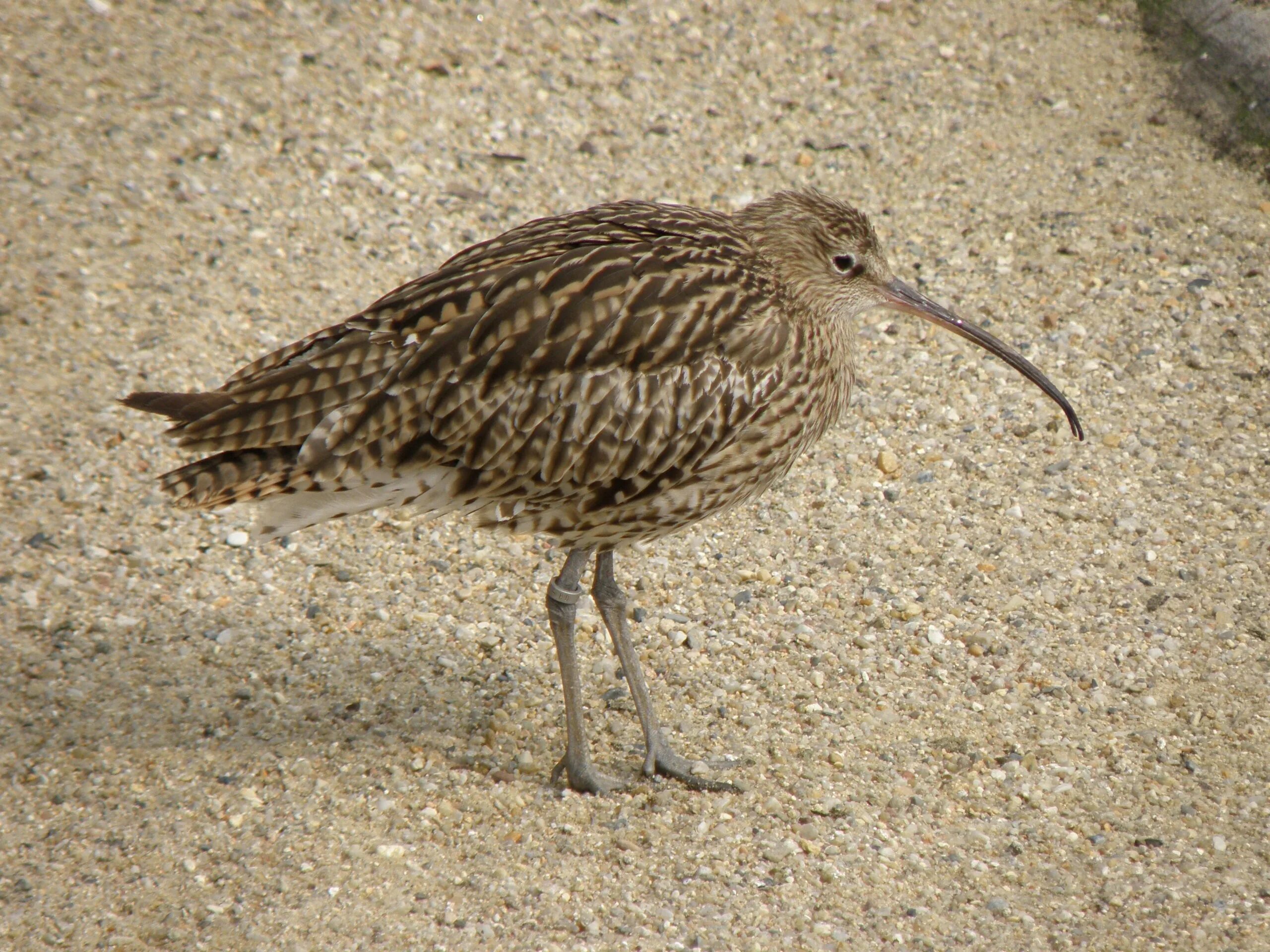 Птица с длинным клювом фото с названиями Free Images : coast, bird, wildlife, beak, fauna, vertebrate, snipe, shorebird, 