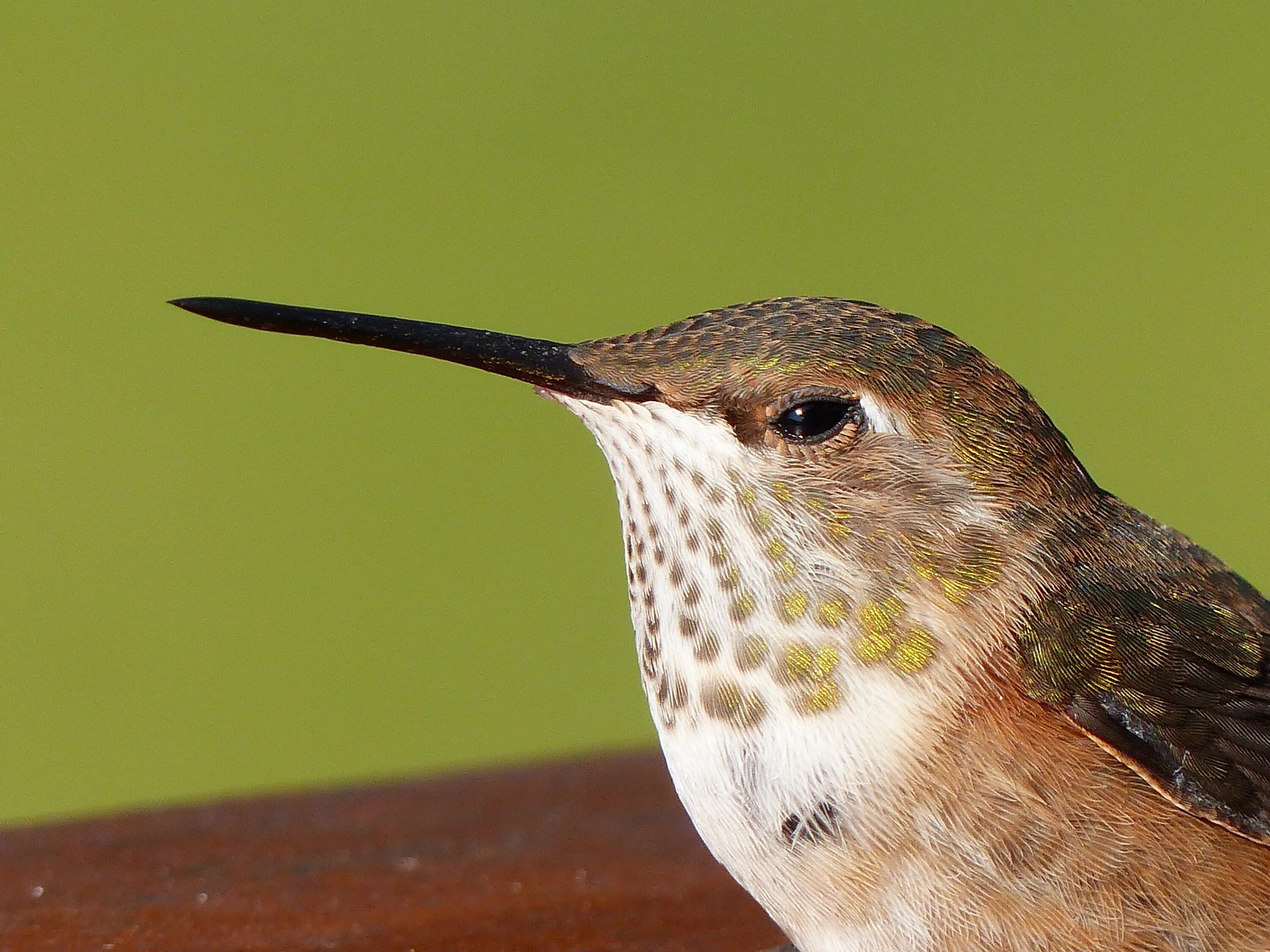 Птица с длинным носом фото Free Images : nature, wing, animal, wildlife, beak, small, hummingbird, fauna, c