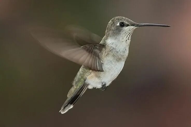 Птица с длинным носом фото Life Cycle of the Hummingbird Hummingbird pictures, Hummingbird, Ruby throated h