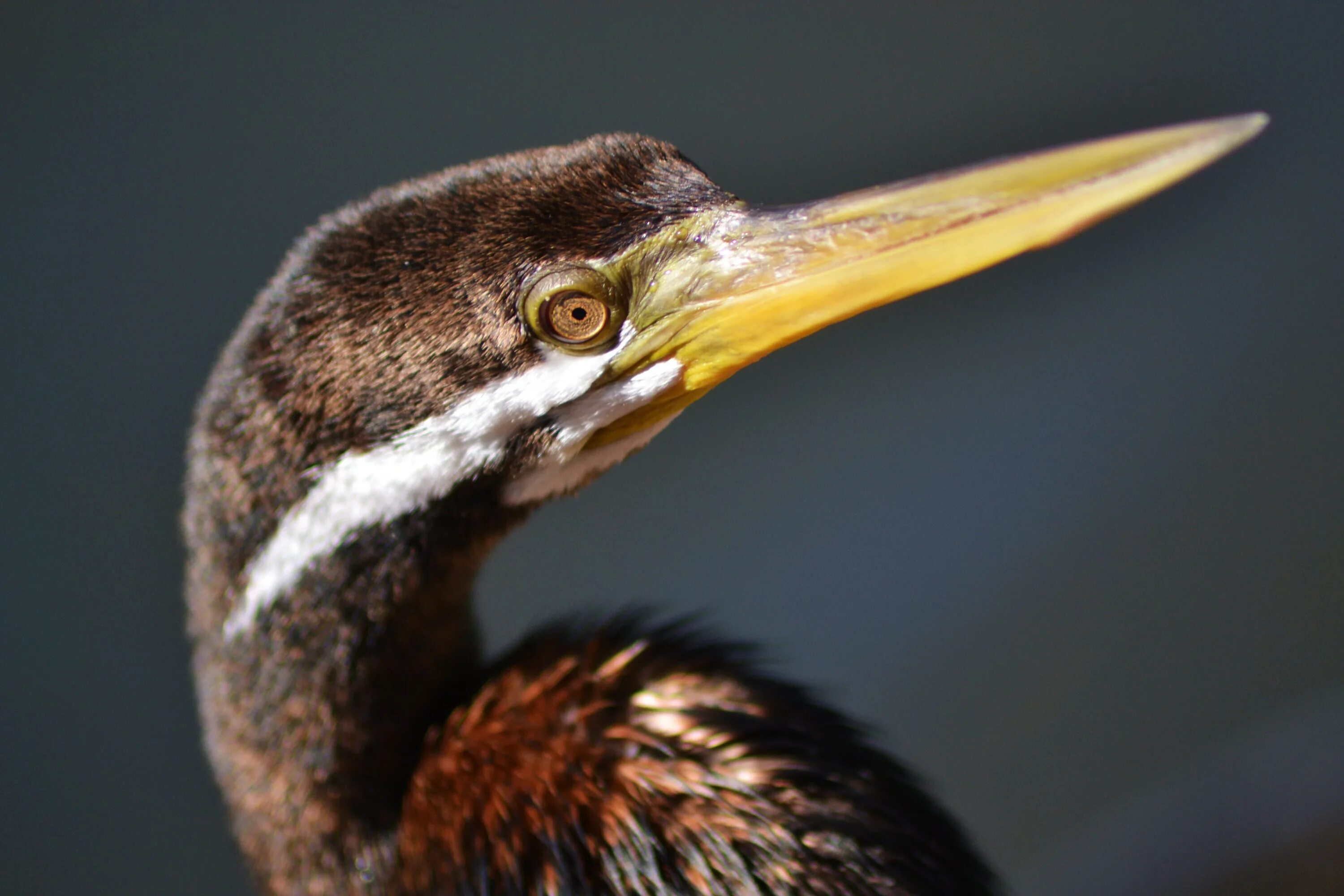 Птица с длинным носом фото Free Images : wing, wildlife, beak, feather, fauna, plumage, close up, eye, vert