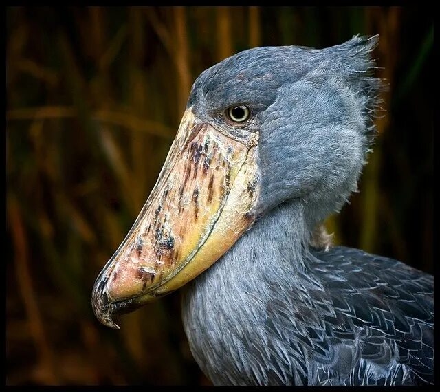 Птица с длинным носом фото Kitoglav or royal heron. Among the tropical swamps of East Africa, stretching fr