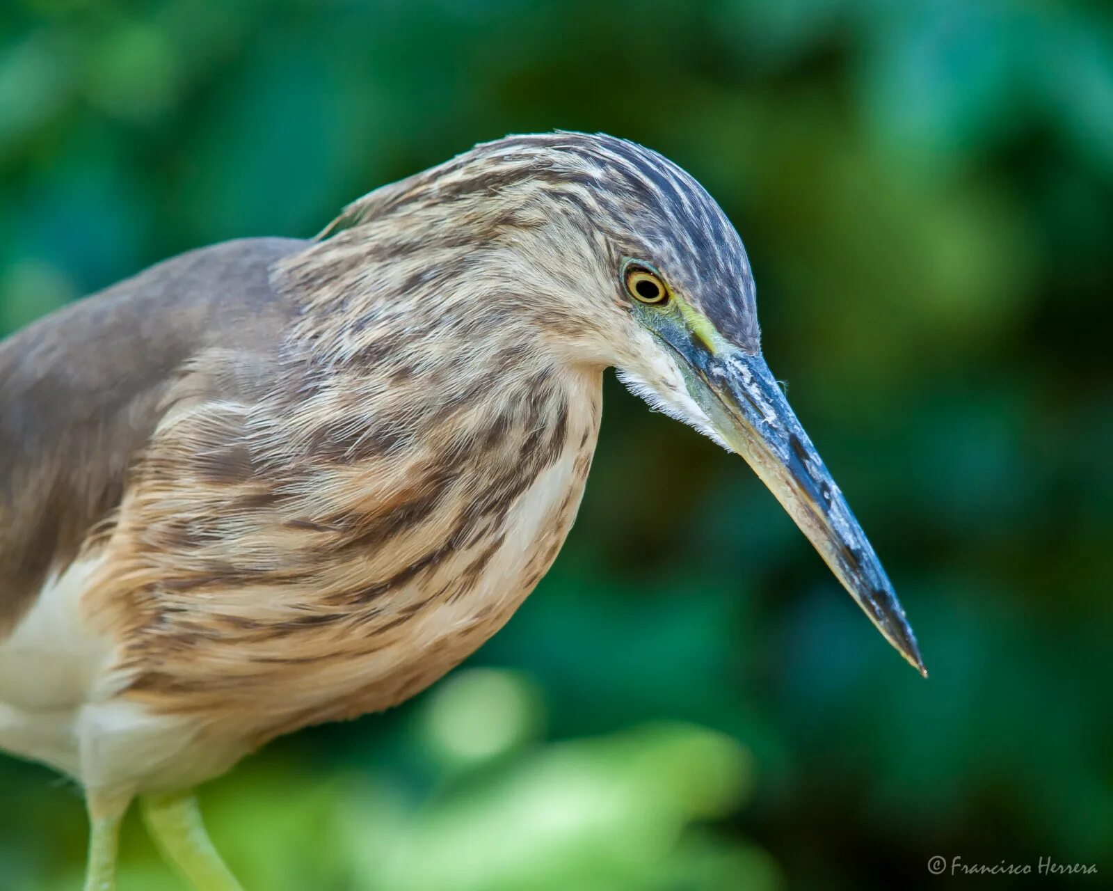 Птица с длинным носом фото Wallpaper : bird, beak, fauna, wildlife, close up, green heron, organism, feathe