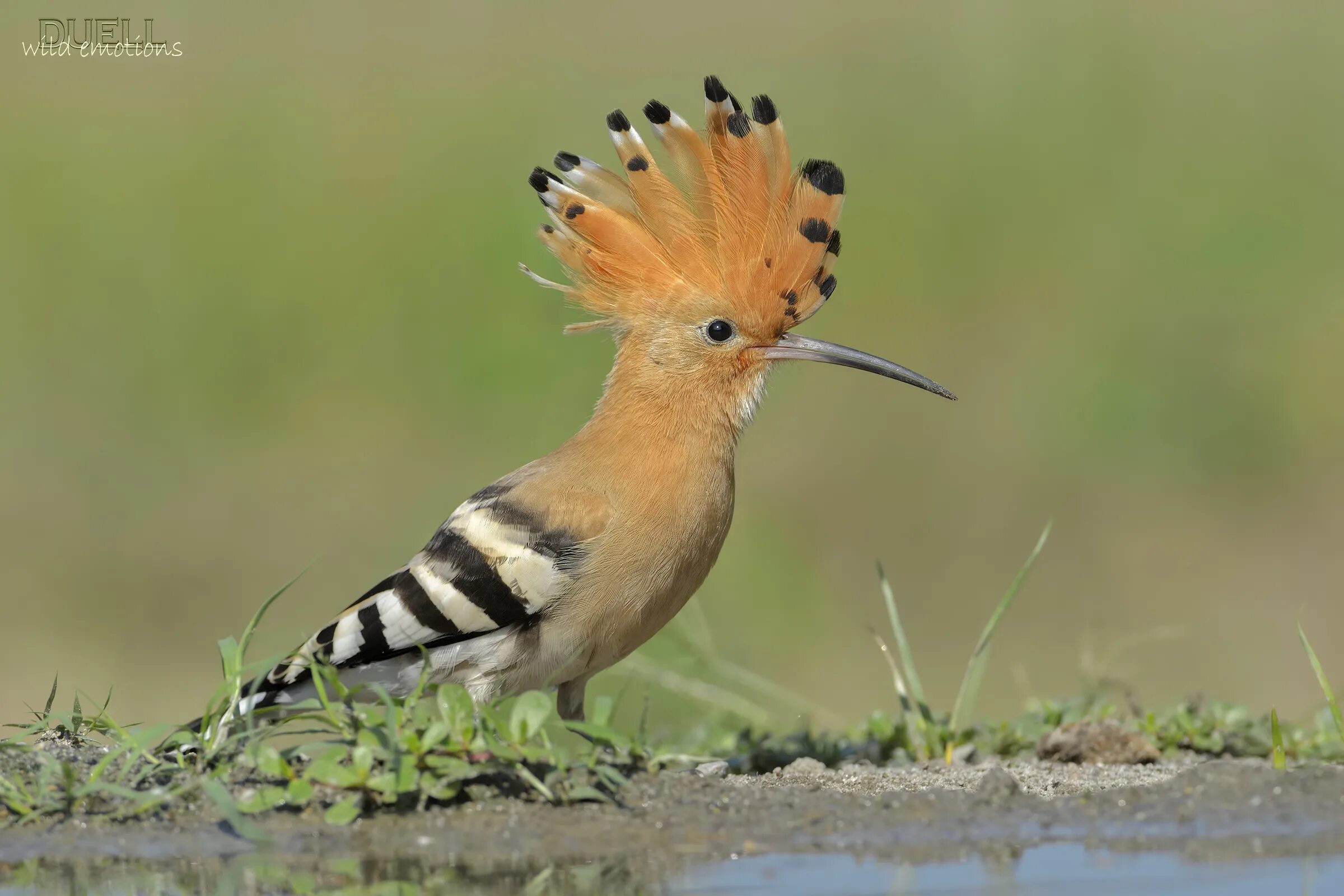 Птица с хохолком фото hoopoe JuzaPhoto