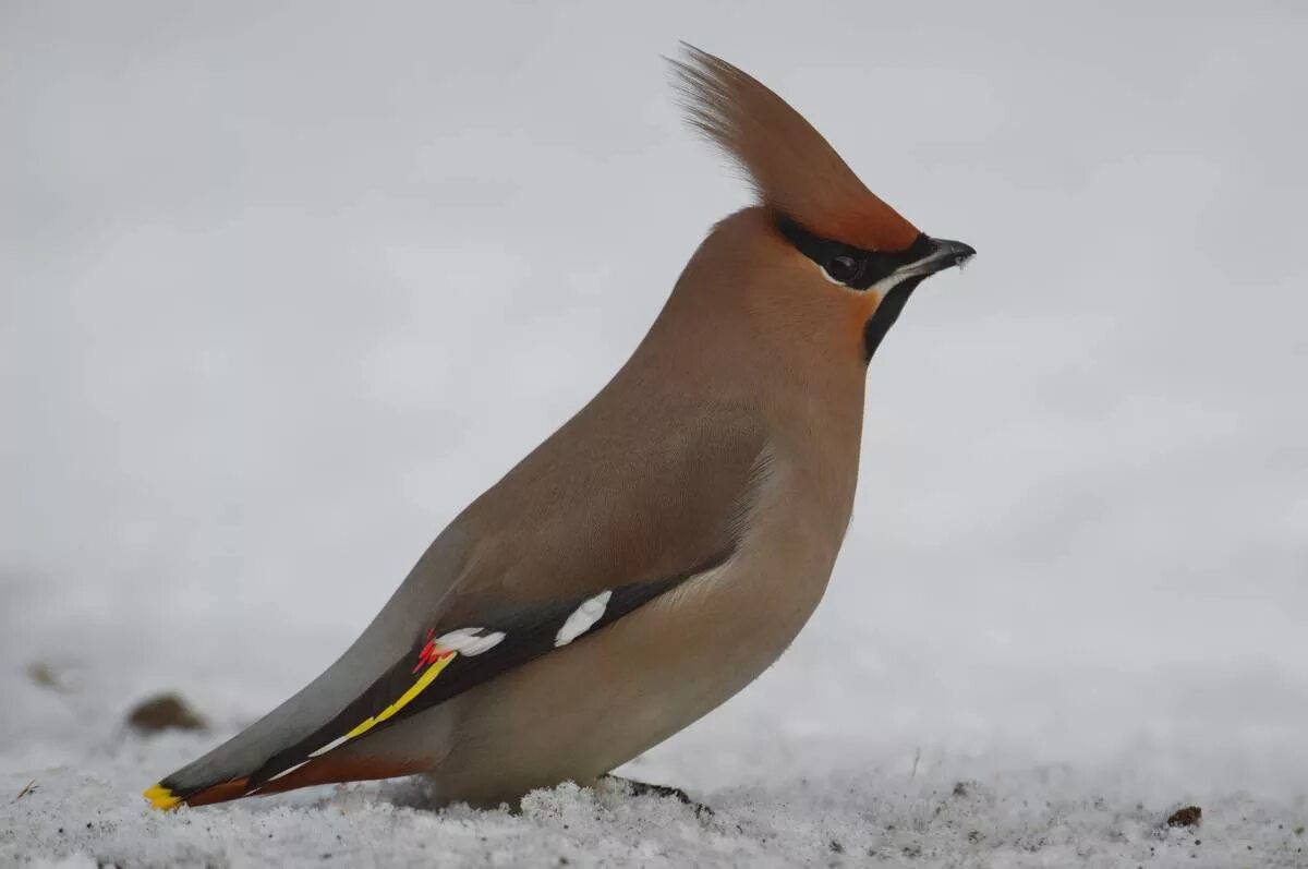 Птица с хохолком фото Свиристель (Bombycilla garrulus). Птицы Сибири.