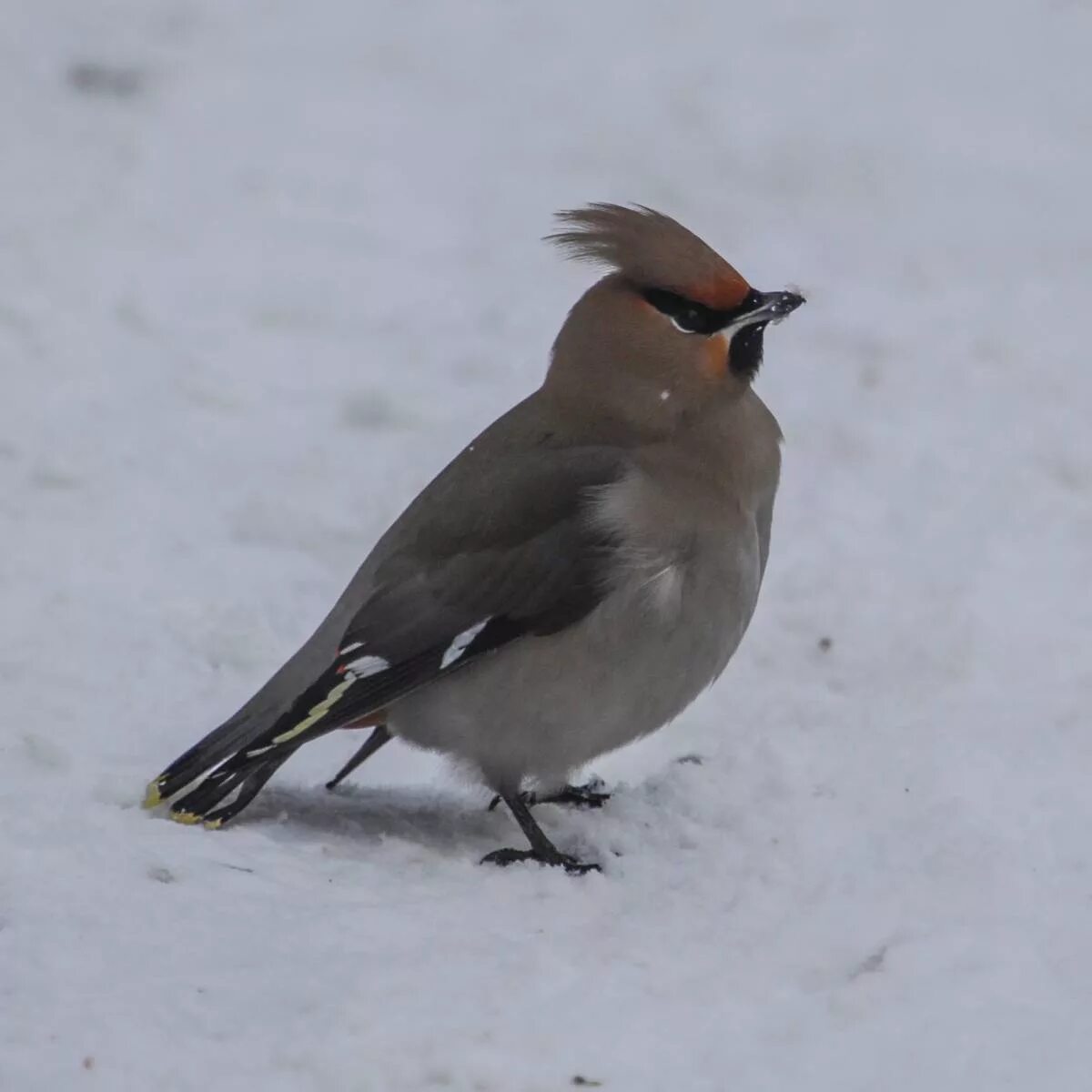 Птица с хохолком фото Bohemian Waxwing (Bombycilla garrulus). Birds of Siberia.