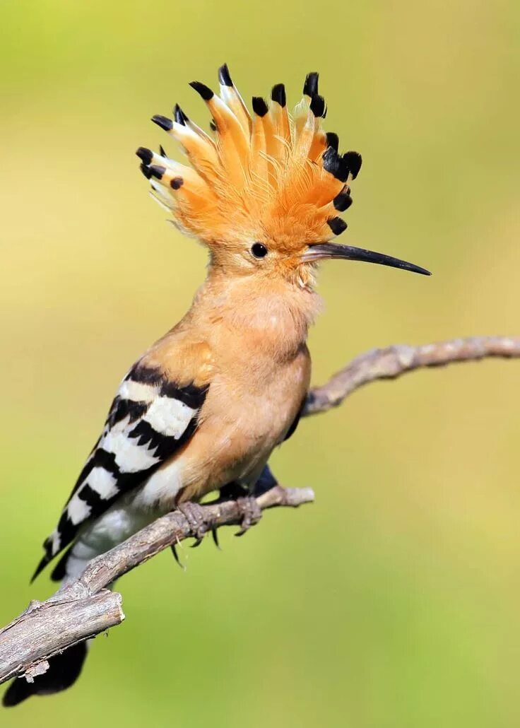 Птица с хохолком фото и описание 30 Hoopoe Facts: Fly-Catching Punk Rocker (3 Species of Upupa) JustBirding Natur