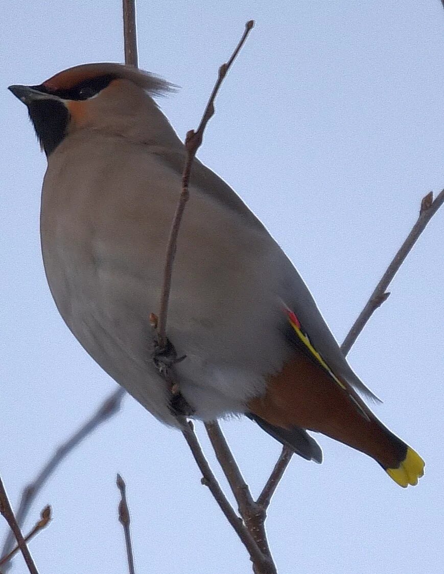 Птица с хохолком фото зимой Bohemian Waxwing (Bombycilla garrulus). Birds of Siberia.