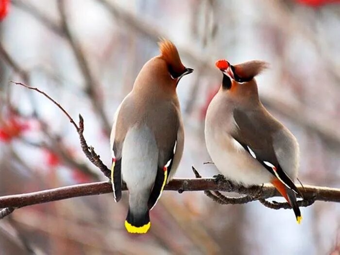 Птица с хохолком фото зимой Birds Домашние птицы, Разноцветные птицы, Животные