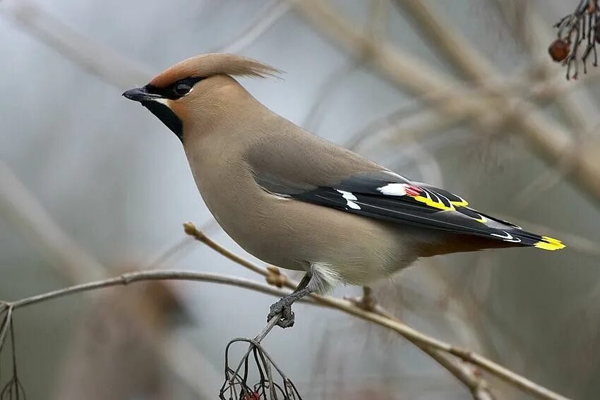 Птица с хохолком на голове фото название Bayağı İpekkuyruk / The Bohemian Waxwing