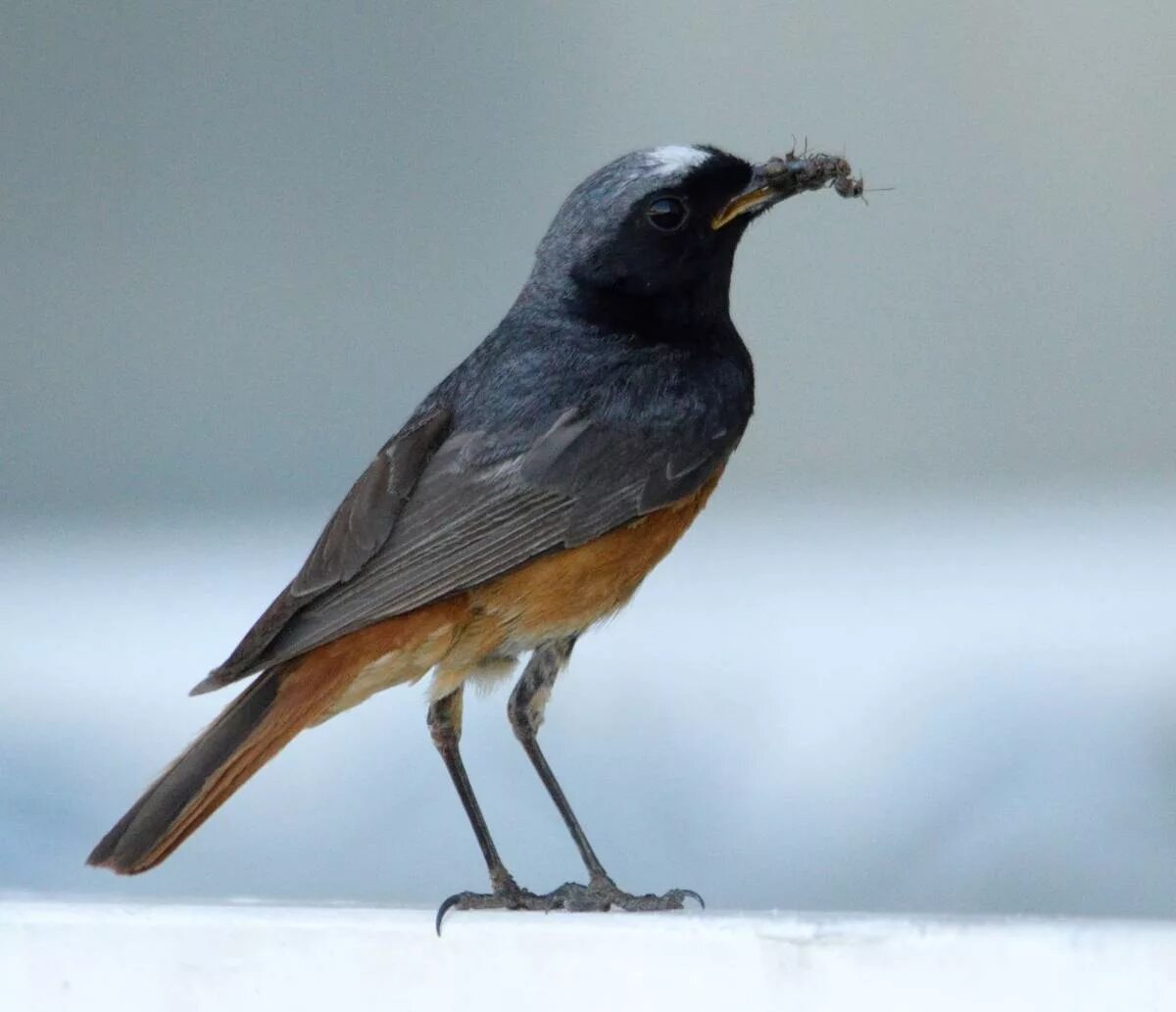 Птица с коричневым хвостом фото Black Redstart (Phoenicurus ochruros). Birds of Siberia.