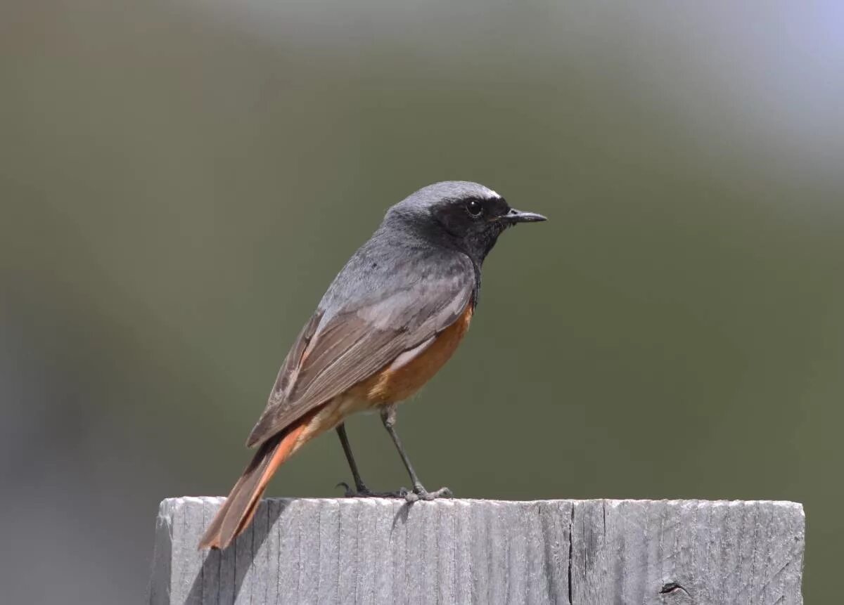 Птица с коричневым хвостом фото Black Redstart (Phoenicurus ochruros). Birds of Siberia.