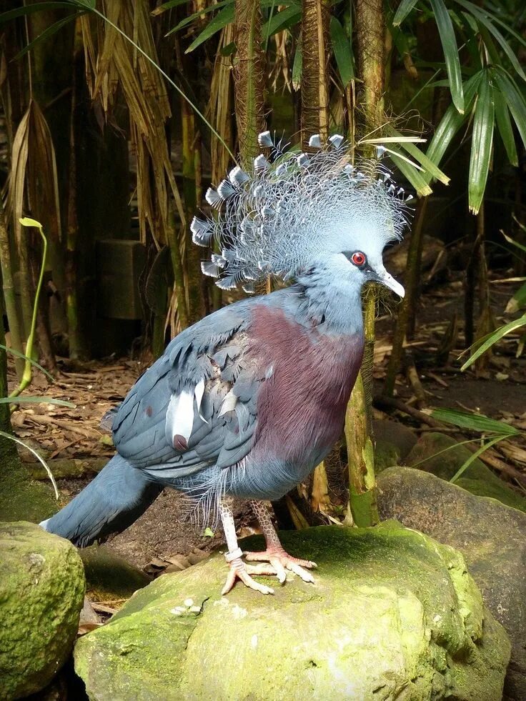 Птица с короной на голове фото Птица с короной на голове (30 фото) Bird, Pretty birds, Blue crown